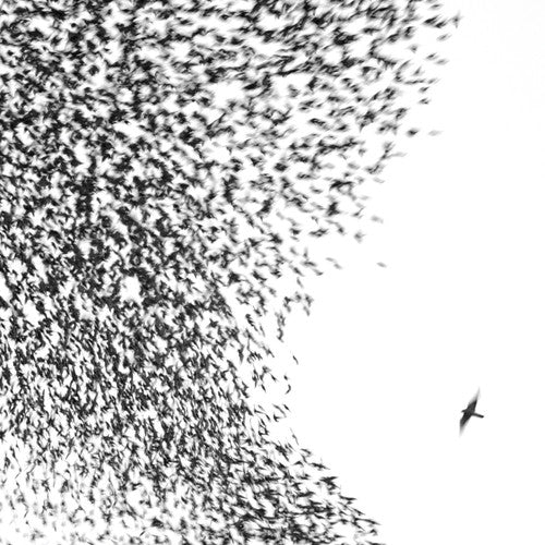 Wilco: Sky Blue Sky - VINYL LP