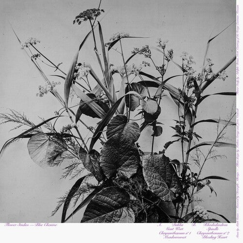Blue Chemise: Flower Studies - VINYL LP