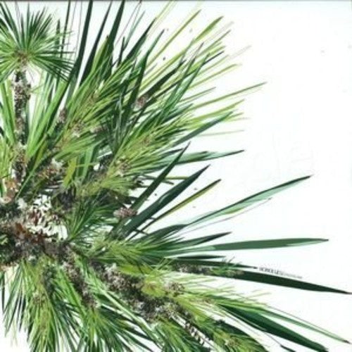 Digitaline: Honolulu - 12-INCH SINGLE