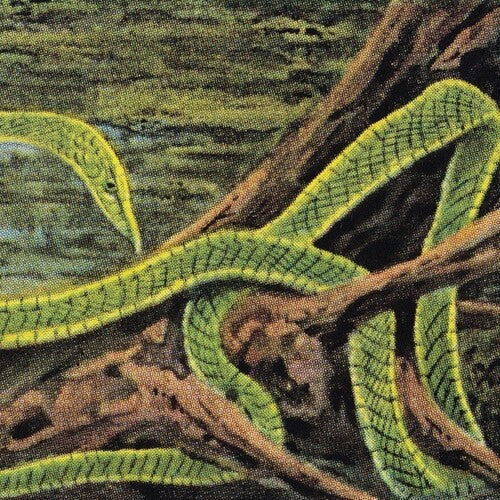 Rainforest Spiritual Enslavement: Green Graves - VINYL LP